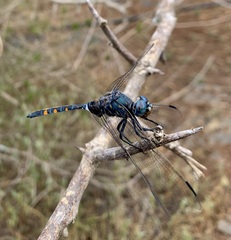 Zygonoides fuelleborni