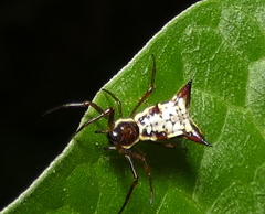 Micrathena fissispina