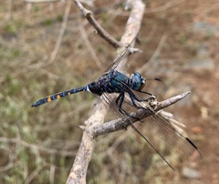 Zygonoides fuelleborni