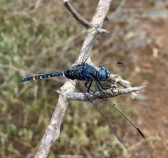 Zygonoides fuelleborni