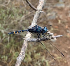 Zygonoides fuelleborni