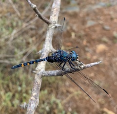 Zygonoides fuelleborni