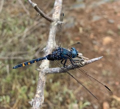 Zygonoides fuelleborni