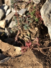 Sedum album