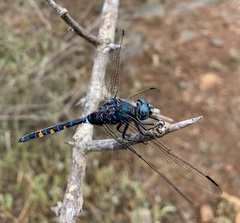 Zygonoides fuelleborni