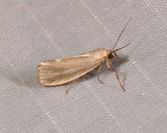 Cisthene
