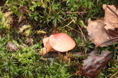 Rhodotus palmatus