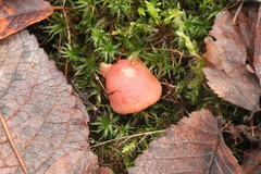 Rhodotus palmatus