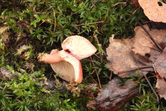 Rhodotus palmatus