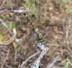 Paragomphus genei
