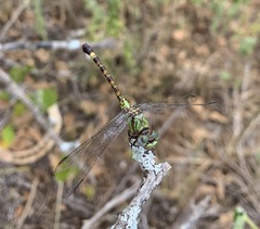 Paragomphus genei