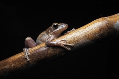 Polypedates megacephalus