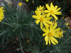 Euryops pectinatus
