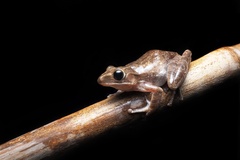 Polypedates megacephalus