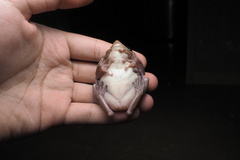 Polypedates megacephalus