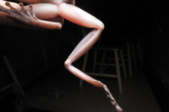 Polypedates megacephalus