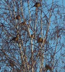 Emberiza citrinella