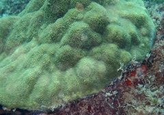 Porites astreoides