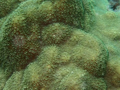 Porites astreoides