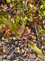Callirhytis quercusbatatoides
