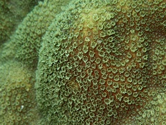 Porites astreoides