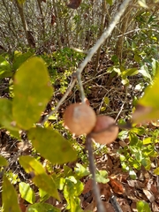 Callirhytis quercusbatatoides