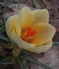 Crocus chrysanthus
