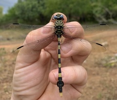 Ictinogomphus ferox