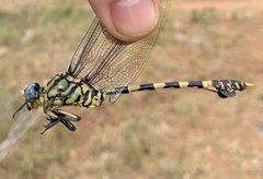 Ictinogomphus ferox