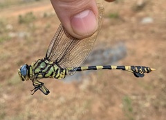 Ictinogomphus ferox