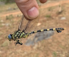 Ictinogomphus ferox