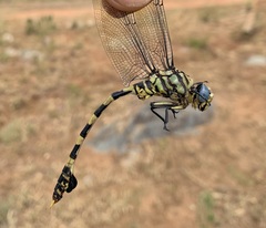 Ictinogomphus ferox
