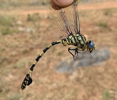 Ictinogomphus ferox