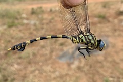 Ictinogomphus ferox