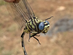 Ictinogomphus ferox