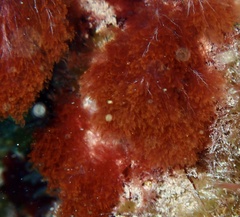 Rhodophyta