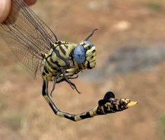 Ictinogomphus ferox