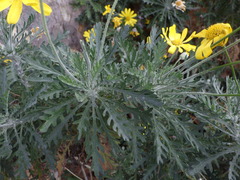 Euryops pectinatus