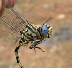 Ictinogomphus ferox