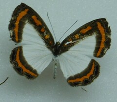 Riodinidae