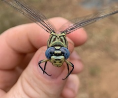 Ictinogomphus ferox