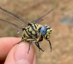Ictinogomphus ferox