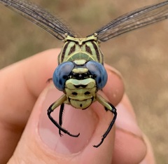 Ictinogomphus ferox