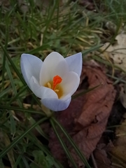 Crocus vernus