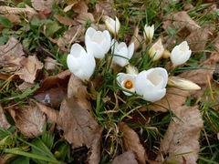 Crocus vernus