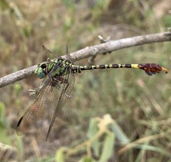 Paragomphus elpidius