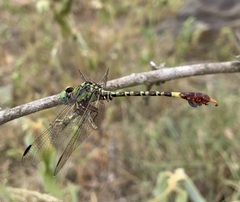 Paragomphus elpidius