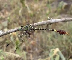 Paragomphus elpidius