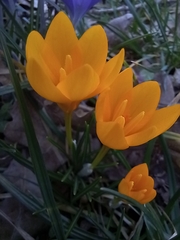 Crocus chrysanthus