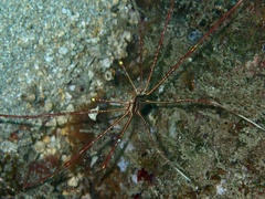 Stenorhynchus lanceolatus